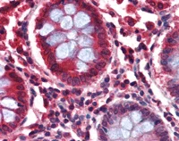 Immunohistochemistry (Formalin/PFA-fixed paraffin-embedded sections) - Anti-GAD65 antibody (AB112007)