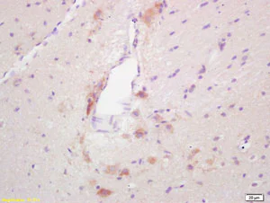 Immunohistochemistry (Formalin/PFA-fixed paraffin-embedded sections) - Anti-GAD65 antibody (AB203063)