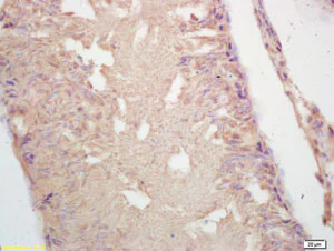 Immunohistochemistry (Formalin/PFA-fixed paraffin-embedded sections) - Anti-GAD65 antibody (AB203063)