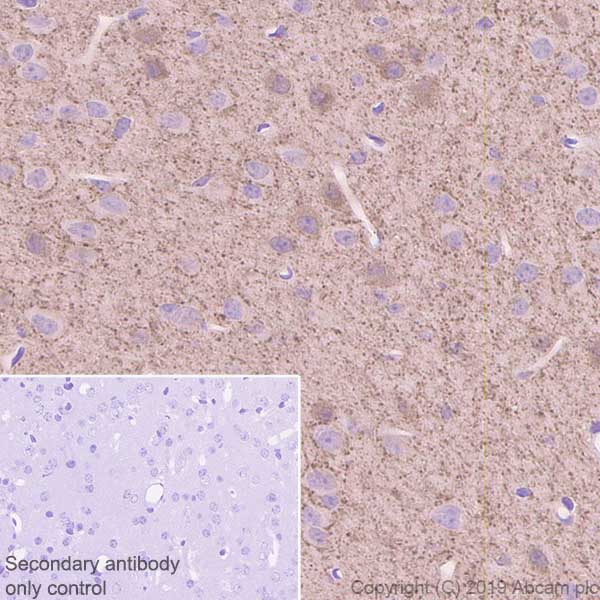 Immunohistochemistry (Formalin/PFA-fixed paraffin-embedded sections) - Anti-GAD65 antibody [EPR22952-70] (AB239372), expandable thumbnail