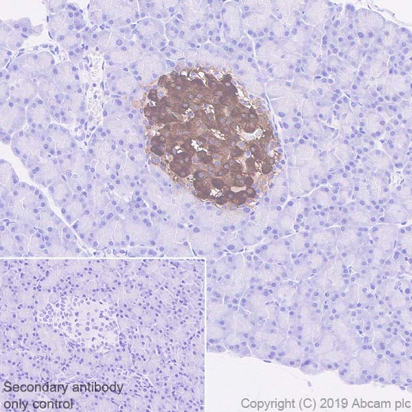 Immunohistochemistry (Formalin/PFA-fixed paraffin-embedded sections) - Anti-GAD65 antibody [EPR22952-70] (AB239372), expandable thumbnail