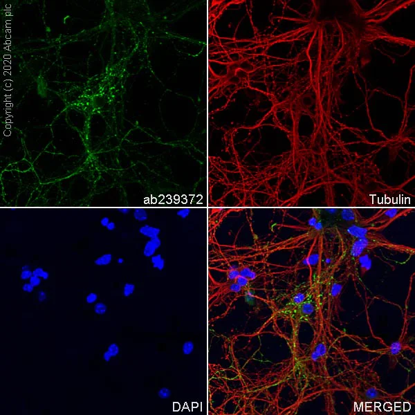 Immunocytochemistry/ Immunofluorescence - Anti-GAD65 antibody [EPR22952-70] - BSA and Azide free (AB270037)