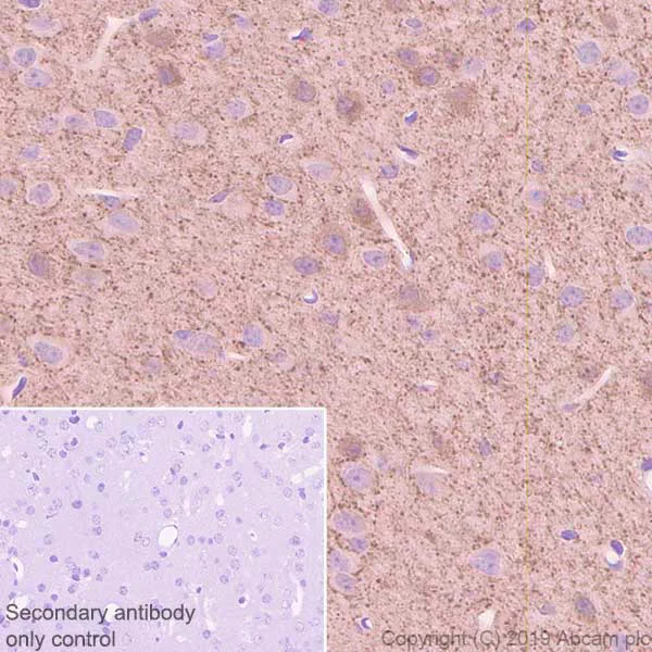Immunohistochemistry (Formalin/PFA-fixed paraffin-embedded sections) - Anti-GAD65 antibody [EPR22952-70] - BSA and Azide free (AB270037)