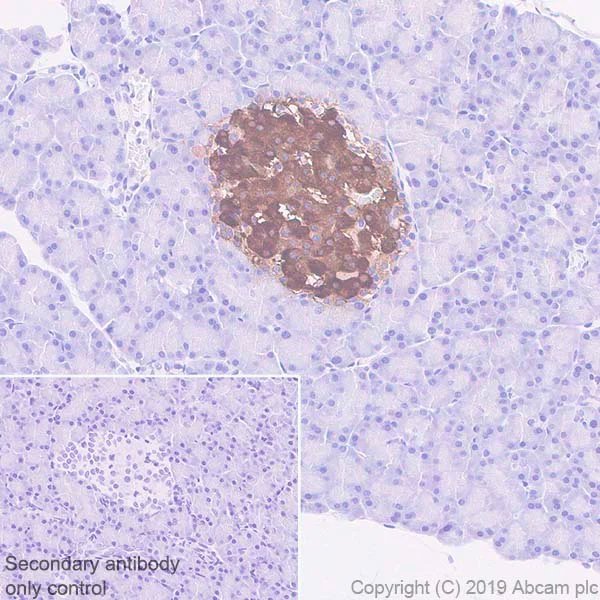 Immunohistochemistry (Formalin/PFA-fixed paraffin-embedded sections) - Anti-GAD65 antibody [EPR22952-70] - BSA and Azide free (AB270037)