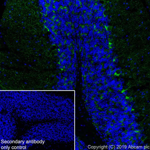 Immunohistochemistry (Frozen sections) - Anti-GAD65 antibody [EPR22952-70] - BSA and Azide free (AB270037)