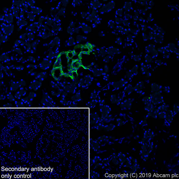 Immunohistochemistry (Frozen sections) - Anti-GAD65 antibody [EPR22952-70] - BSA and Azide free (AB270037), expandable thumbnail
