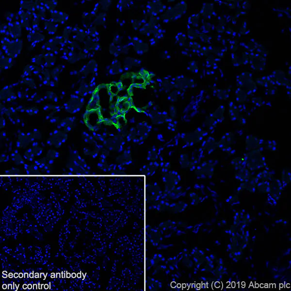 Immunohistochemistry (Frozen sections) - Anti-GAD65 antibody [EPR22952-70] - BSA and Azide free (AB270037)