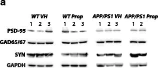 Western blot - Anti-GAD65 antibody [GAD-6] (AB26113)