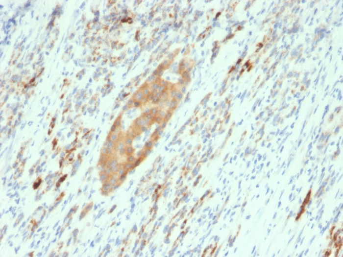 Immunohistochemistry (Formalin/PFA-fixed paraffin-embedded sections) - Anti-GAD65 antibody [GAD2/2362] - BSA and Azide free (AB268185)