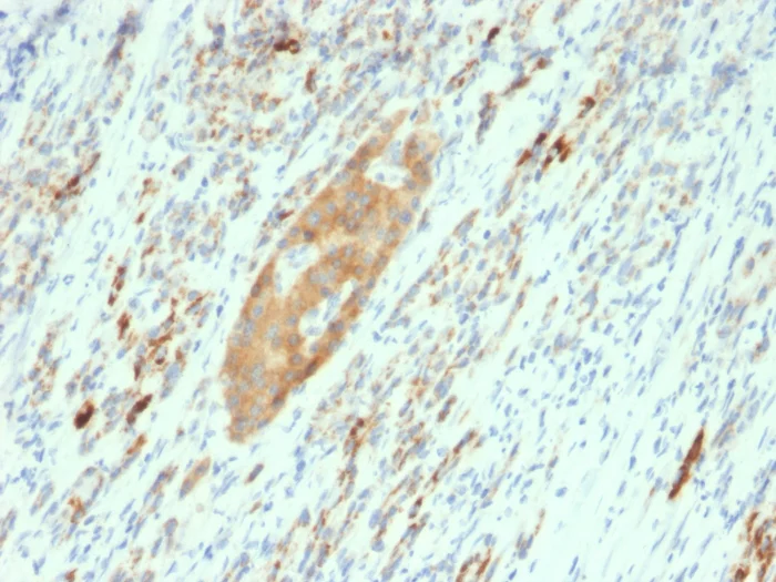Immunohistochemistry (Formalin/PFA-fixed paraffin-embedded sections) - Anti-GAD65 antibody [GAD2/2362] - BSA and Azide free (AB268185)