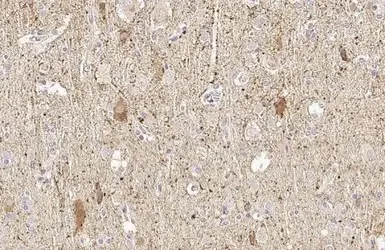 Immunohistochemistry (Formalin/PFA-fixed paraffin-embedded sections) - Anti-GAD65 antibody [HL1187] (AB307489)