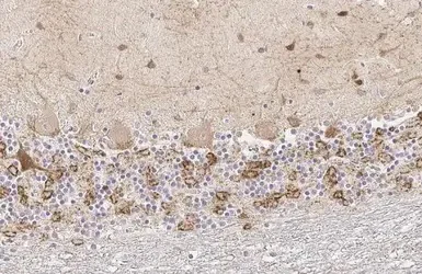 Immunohistochemistry (Formalin/PFA-fixed paraffin-embedded sections) - Anti-GAD65 antibody [HL1187] (AB307489)
