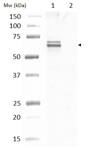 Western blot - Anti-GAD65 + GAD67 antibody (AB11070)