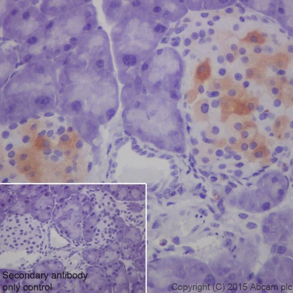 Immunohistochemistry (Formalin/PFA-fixed paraffin-embedded sections) - Anti-GAD65 + GAD67 antibody [EPR19366] (AB183999)