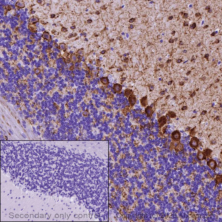 Immunohistochemistry (Formalin/PFA-fixed paraffin-embedded sections) - Anti-GAD65 + GAD67 antibody [EPR19366] (AB183999)