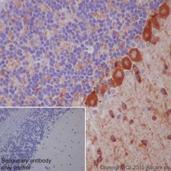 Immunohistochemistry (Formalin/PFA-fixed paraffin-embedded sections) - Anti-GAD65 + GAD67 antibody [EPR19366] (AB183999)