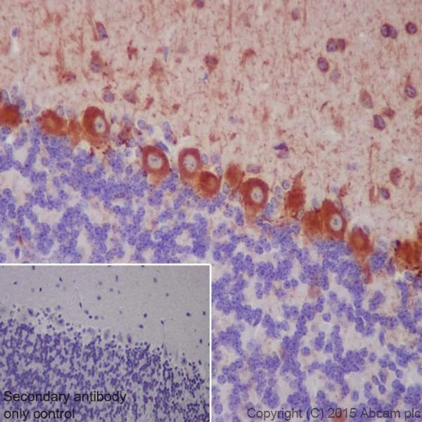 Immunohistochemistry (Formalin/PFA-fixed paraffin-embedded sections) - Anti-GAD65 + GAD67 antibody [EPR19366] (AB183999)