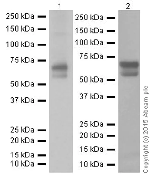 Western blot - Anti-GAD65 + GAD67 antibody [EPR19366] (AB183999)