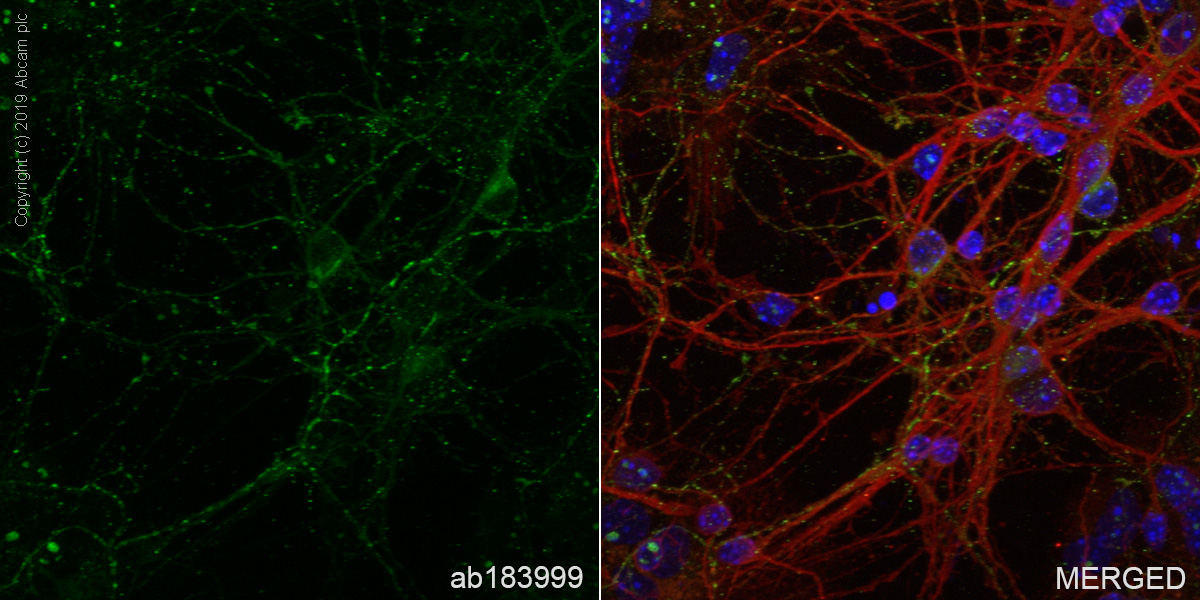 Immunocytochemistry/ Immunofluorescence - Anti-GAD65 + GAD67 antibody [EPR19366] - BSA and Azide free (AB240280), expandable thumbnail