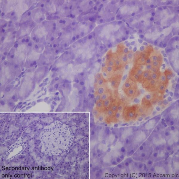 Immunohistochemistry (Formalin/PFA-fixed paraffin-embedded sections) - Anti-GAD65 + GAD67 antibody [EPR19366] - BSA and Azide free (ab240280), expandable thumbnail