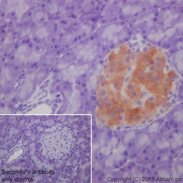 Immunohistochemistry (Formalin/PFA-fixed paraffin-embedded sections) - Anti-GAD65 + GAD67 antibody [EPR19366] - BSA and Azide free (AB240280)