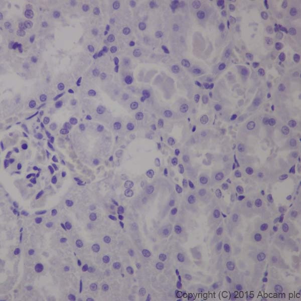 Immunohistochemistry (Formalin/PFA-fixed paraffin-embedded sections) - Anti-GAD65 + GAD67 antibody [EPR19366] - BSA and Azide free (ab240280), expandable thumbnail