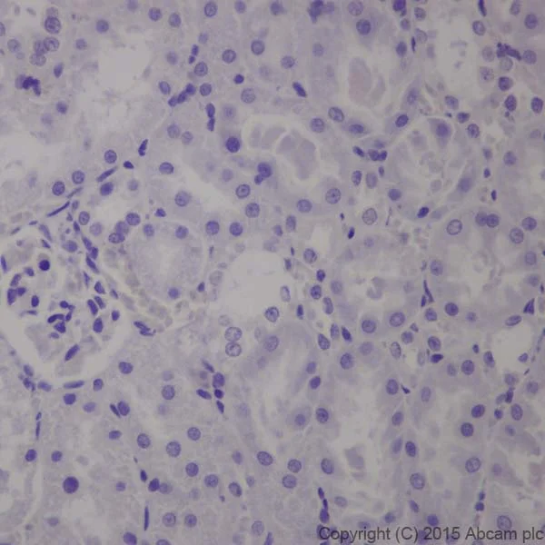 Immunohistochemistry (Formalin/PFA-fixed paraffin-embedded sections) - Anti-GAD65 + GAD67 antibody [EPR19366] - BSA and Azide free (AB240280)