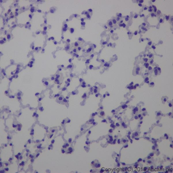 Immunohistochemistry (Formalin/PFA-fixed paraffin-embedded sections) - Anti-GAD65 + GAD67 antibody [EPR19366] - BSA and Azide free (AB240280), expandable thumbnail