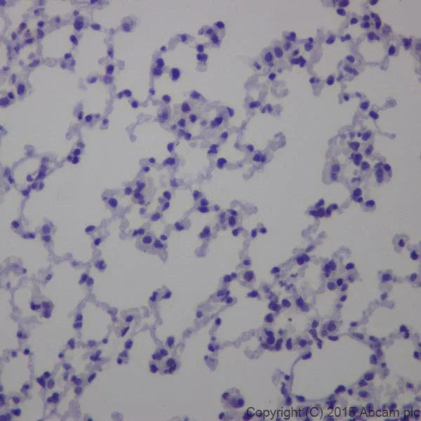 Immunohistochemistry (Formalin/PFA-fixed paraffin-embedded sections) - Anti-GAD65 + GAD67 antibody [EPR19366] - BSA and Azide free (AB240280)