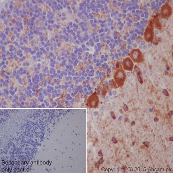 Immunohistochemistry (Formalin/PFA-fixed paraffin-embedded sections) - Anti-GAD65 + GAD67 antibody [EPR19366] - BSA and Azide free (ab240280), expandable thumbnail
