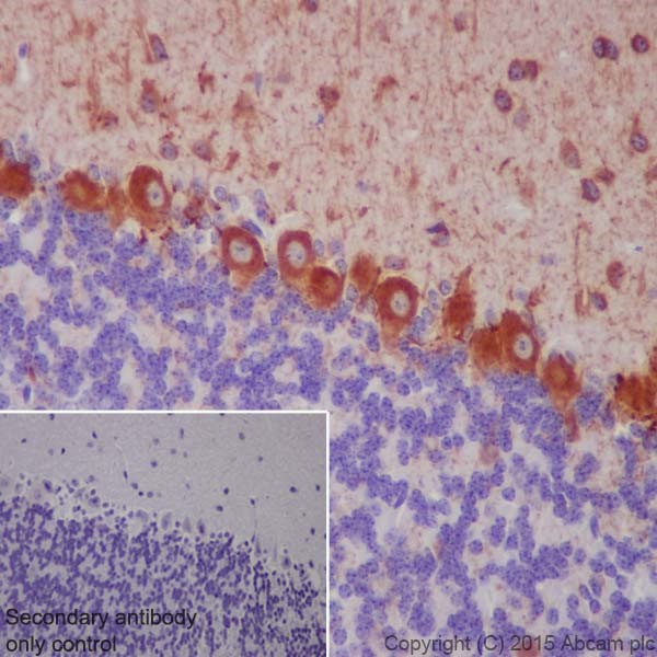 Immunohistochemistry (Formalin/PFA-fixed paraffin-embedded sections) - Anti-GAD65 + GAD67 antibody [EPR19366] - BSA and Azide free (AB240280), expandable thumbnail