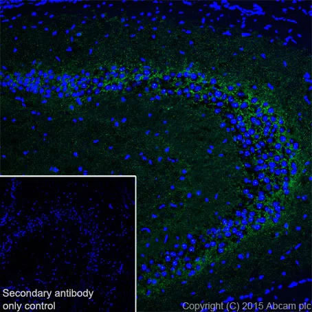 Immunohistochemistry (Frozen sections) - Anti-GAD65 + GAD67 antibody [EPR19366] - BSA and Azide free (AB240280)