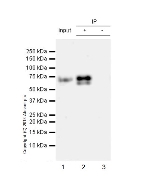 Immunoprecipitation - Anti-GAD65 + GAD67 antibody [EPR19366] - BSA and Azide free (AB240280), expandable thumbnail