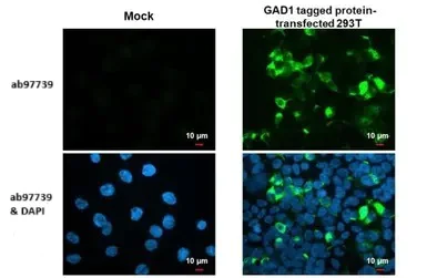 Immunocytochemistry/ Immunofluorescence - Anti-GAD67/GAD1 (AB97739)