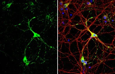 Immunocytochemistry/ Immunofluorescence - Anti-GAD67/GAD1 (AB97739)