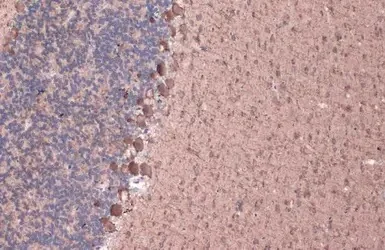 Immunohistochemistry (Formalin/PFA-fixed paraffin-embedded sections) - Anti-GAD67/GAD1 (AB97739)