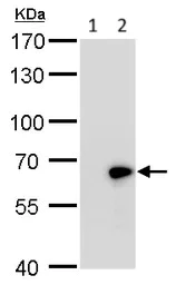 Western blot - Anti-GAD67/GAD1 (AB97739)