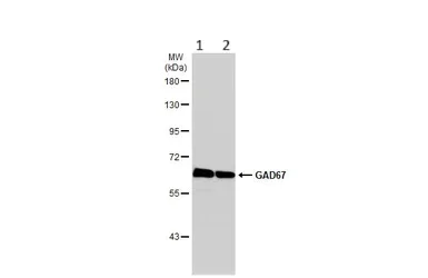Western blot - Anti-GAD67/GAD1 (AB97739)