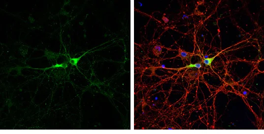 Immunocytochemistry/ Immunofluorescence - Anti-GAD67/GAD1 antibody (AB228710)