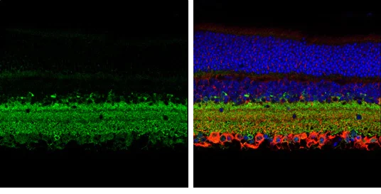 Immunohistochemistry (Formalin/PFA-fixed paraffin-embedded sections) - Anti-GAD67/GAD1 antibody (AB228710)