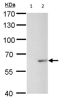 Western blot - Anti-GAD67/GAD1 antibody (AB228710), expandable thumbnail
