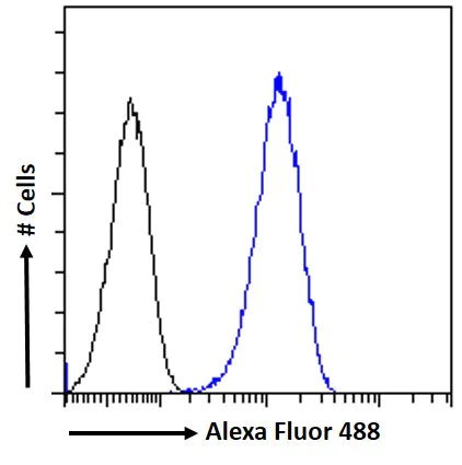 Flow Cytometry - Anti-GAD67/GAD1 antibody (AB80589)