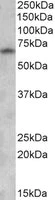 Western blot - Anti-GAD67/GAD1 antibody (AB80589)