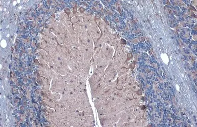 Immunohistochemistry (Formalin/PFA-fixed paraffin-embedded sections) - Anti-GAD67/GAD1 (AB97739)