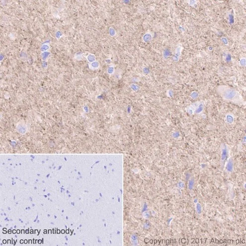 Immunohistochemistry (Formalin/PFA-fixed paraffin-embedded sections) - Anti-GAD67/GAD1 antibody [EPR20578] (AB213508)
