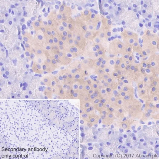 Immunohistochemistry (Formalin/PFA-fixed paraffin-embedded sections) - Anti-GAD67/GAD1 antibody [EPR20578] (AB213508)