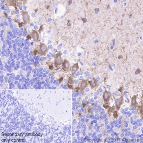 Immunohistochemistry (Formalin/PFA-fixed paraffin-embedded sections) - Anti-GAD67/GAD1 antibody [EPR20578] (AB213508)