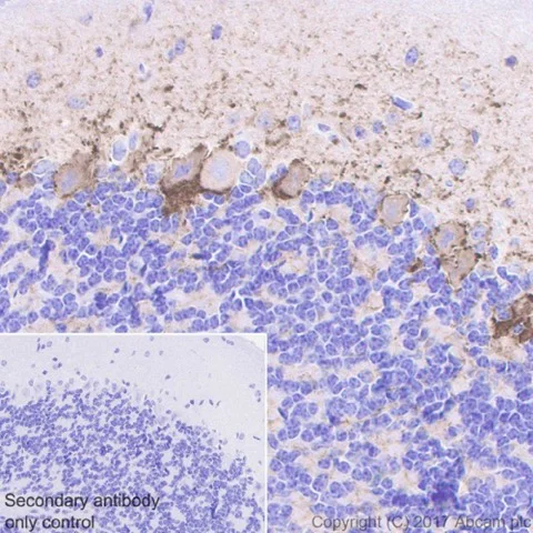 Immunohistochemistry (Formalin/PFA-fixed paraffin-embedded sections) - Anti-GAD67/GAD1 antibody [EPR20578] (AB213508)