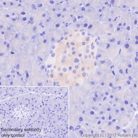 Immunohistochemistry (Formalin/PFA-fixed paraffin-embedded sections) - Anti-GAD67/GAD1 antibody [EPR20578] (AB213508)