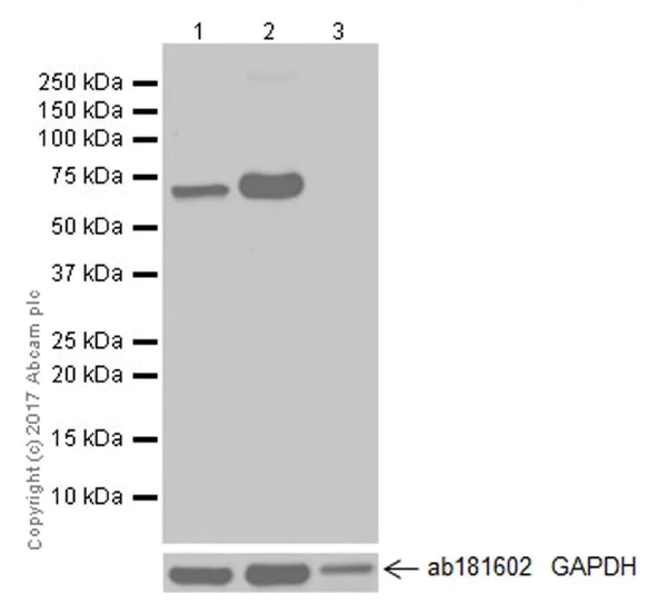 Western blot - Anti-GAD67/GAD1 antibody [EPR20578] (AB213508)